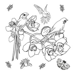 Tropical wild birds and plants. Tropical garden collection. Colouring page. Colouring book for adult and older children. Outline vector. T-shirt print.Black White