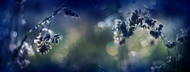 dewy grass on a morning meadow with beautiful light bokeh