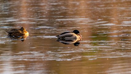A large flock of ducks eats abandoned bread on the lake, Ducks and drakes swim on the water