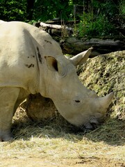 Fototapeta premium rhinocéros