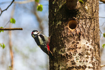 Great spotted woodpecker by the nest hole in a tree trunk