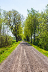 Fototapeta na wymiar Gravel road in an avenue of trees in spring