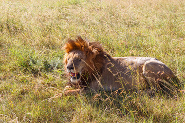 Tired male lion lying in the grass and enjoying