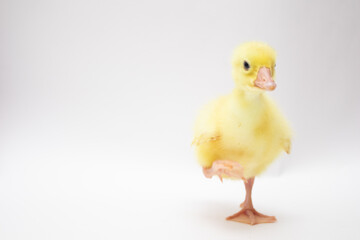 Cute young ducklings stay on one leg on white background