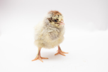 Cute little chicken on white background