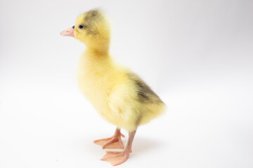 Yellow duckling on white background