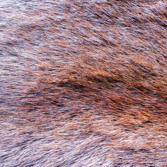 genuine fox fur texture closeup