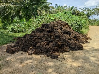 Oil Palm waste (janjangan kosong) in Kalimantan plantations is turned into organic fertilizer