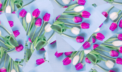 Pattern of Bouquet of spring tulips in shades of magenta and white on blue background. Wrapping paper or fabric design. Atmospheric mood. Bold hues for seasonal projects and basis designs. Close-up