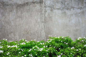 Background from a gray concrete wall with green bushes below in the foreground with white flowers.