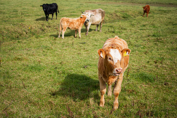 Cow cub grazes in the green meadow. Cow breeding. Farm produces fresh milk.