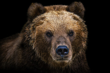 Front view of brown bear isolated on black background. Portrait of Kamchatka bear (Ursus arctos beringianus) - obrazy, fototapety, plakaty