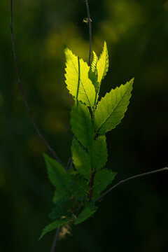 The field elm (lat. Ulmus minor), of the family Ulmaceae. Central Russia.