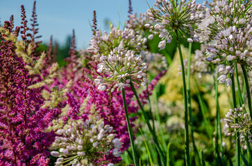 Heads of flowering onions in the garden in summer.