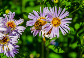 Aster flower in summer in the garden.
