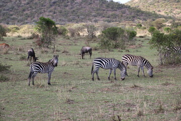 Fototapeta na wymiar zebras and wildebeest grazing in masai mara national park kenya africa