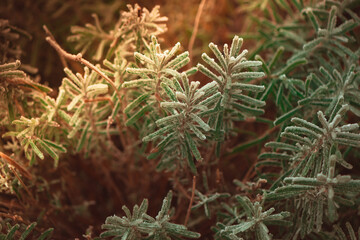 frozen winter plants covered with frost texture - 560952905