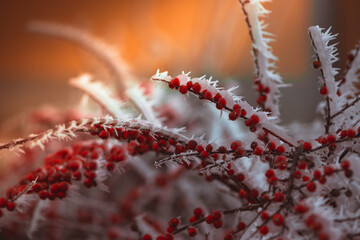 frozen winter plants covered with frost texture - 560953132