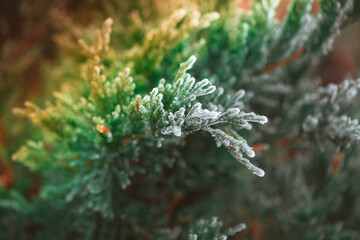 frozen winter plants covered with frost texture - 560953171