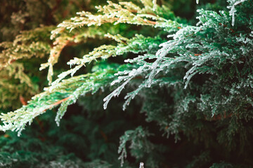 frozen winter plants covered with frost texture - 560953176