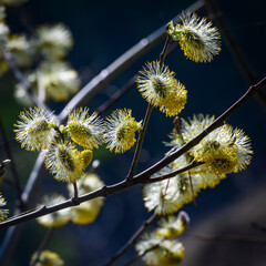 Flowers of the blooming spring willow © Sergey