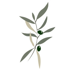 Olive tree with black olives on PNG white transparent background 02