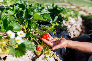 Happy farmer man harvesting ripe strawberries in the field. Strawberry field. Strawberry plant in...