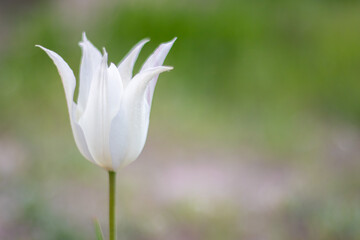 Selective focus of one white tulip in the garden with green leaves. Blurred background. A flower that grows among the grass on a warm sunny day. Spring and Easter natural background with tulip.