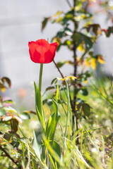 Selective focus of one red tulip in the garden with green leaves. Blurred background. A flower that grows among the grass on a warm sunny day. Spring and Easter natural background with tulip.