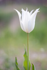 Selective focus of one white tulip in the garden with green leaves. Blurred background. A flower that grows among the grass on a warm sunny day. Spring and Easter natural background with tulip.