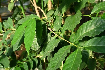 Coffee tree leaves Rubiaceae tropical plants. It has evergreen glossy leaves and bright red berries.
It is a commercial crop that is the raw material of coffee.