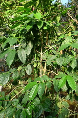 Coffee tree leaves Rubiaceae tropical plants. It has evergreen glossy leaves and bright red berries.
It is a commercial crop that is the raw material of coffee.