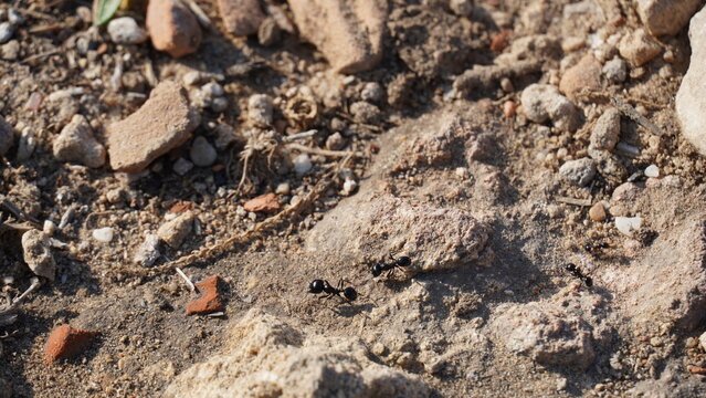 View of ants on stone (Camponotus herculeanus), Israel