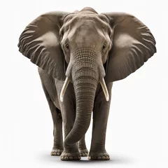 Foto op Canvas Front view of African elephant isolated on white background © Awesomextra