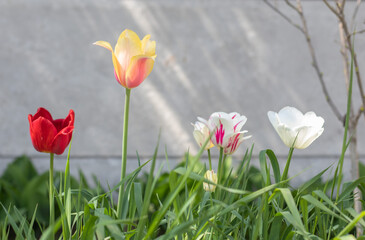 Selective focus. Many different tulips in the garden with green leaves. Blurred background. A flower that grows among the grass on a warm sunny day. Spring and Easter natural background with tulip.