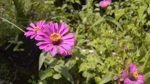 zinnias blooming in the garden. This flower has a very thin and stiff flower crown similar to a sheet of paper. Zinia consists of 20 species of plants