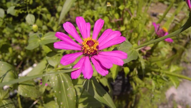zinnias blooming in the garden. This flower has a very thin and stiff flower crown similar to a sheet of paper. Zinia consists of 20 species of plants