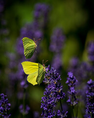 butterfly on flower
Gonepteryx rhamni