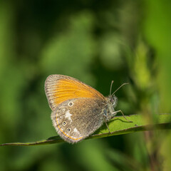 butterfly on a leaf