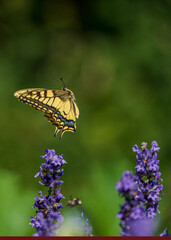 butterfly on flower