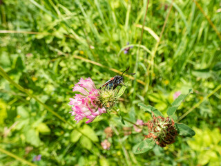 Close-up of the Narrow-bordered five-spot burnet (Zygaena lonicerae) on a flower in summer. The forewings have five crimson spots and a black basic colour, with a strong bluish reflection