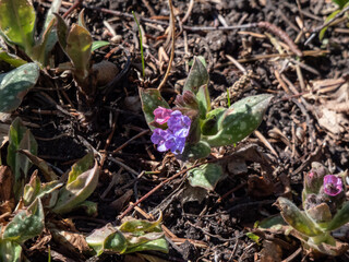 Close-up of the Bethlehem sage or lungwort (Pulmonaria saccharata mill.) 'Mrs. Moon' flowering with bluish-lilac flowers in the springtime