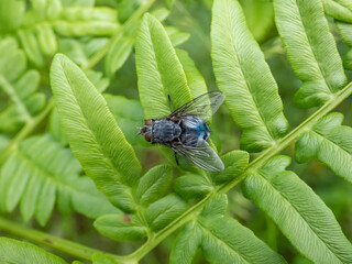 Close-up of metallic, shiny blue bottle fly, orange-bearded blue bottle or bottlebe (Calliphora...