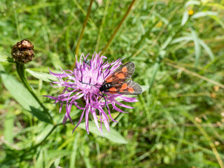Close-up of the Narrow-bordered five-spot burnet (Zygaena lonicerae) on a flower in summer. The forewings have five crimson spots and a black basic colour, with a strong bluish reflection