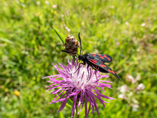 Close-up of the Narrow-bordered five-spot burnet (Zygaena lonicerae) on a flower in summer. The...