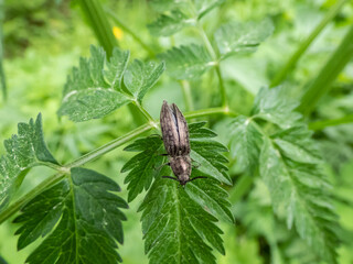 Close-up of the click beetle (Agrypnus murinus) on a green plant. The body is grey-brown with greyish points, while legs and antennae are dark-brown
