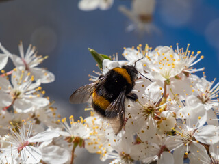 Macro of a bumblebee (bombus) collecting pollen from a white flowers from a tree in a garden in summer