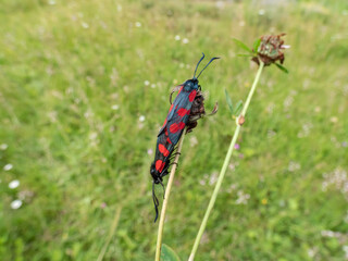 Close-up of the Narrow-bordered five-spot burnets (Zygaena lonicerae) mating on a flower. The forewings have five crimson spots and a black basic colour, with a strong bluish reflection