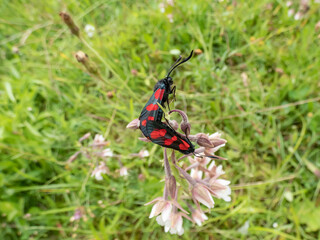 Close-up of the Narrow-bordered five-spot burnets (Zygaena lonicerae) mating on a flower. The forewings have five crimson spots and a black basic colour, with a strong bluish reflection