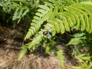 Close-up shot of the adult Common greenbottle, green blow fly (Lucilia caesar) sitting on a green leaf surrounded with vegetation